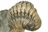 Curled Crotalocephalina Trilobite - Atchana, Morocco #327545-3